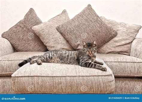 Cat on sofa stock image. Image of relaxed, peace, comfortable - 21420429