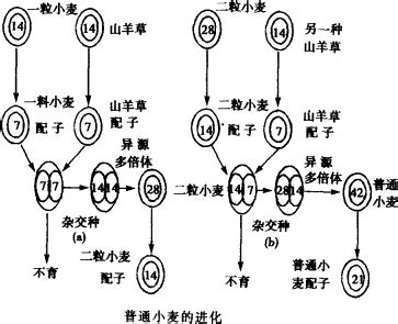 小麦结构示意图,小麦籽粒纵切结构图,小麦分蘖示意图_大山谷图库