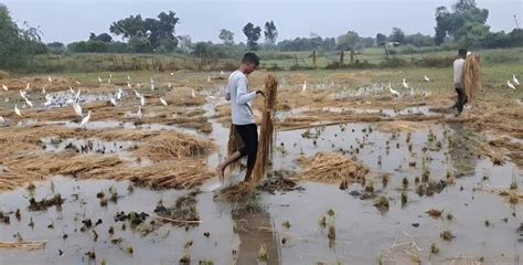 60 percent crop damage due to unseasonal rains in Panchmahal: Farmers ...
