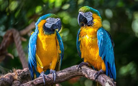 Images Ara (genus) parrot 2 Animals 2048x1280