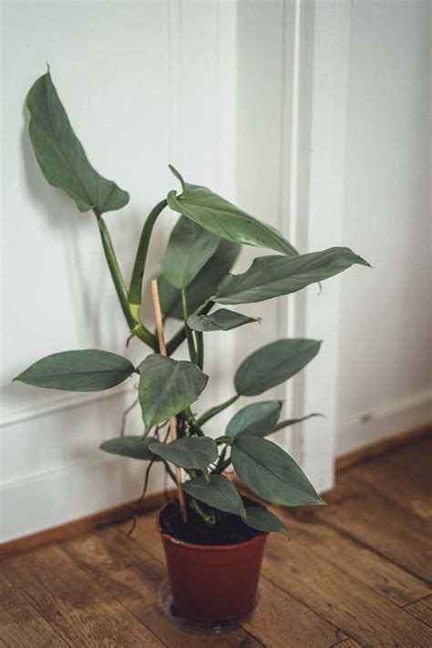 Philodendron micans Care Guide (Velvet Leaf Philodendron)