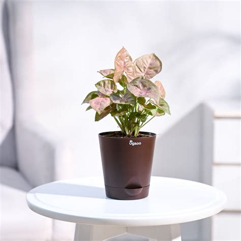 Buy Syngonium Pink Plant | Vibrant, Low-Maintenance, and Ready to ...