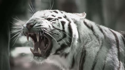 [100+] White Tiger Wallpapers | Wallpapers.com