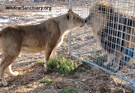 Lion Leo travels from Argentina to The Wildcat Sanctuary