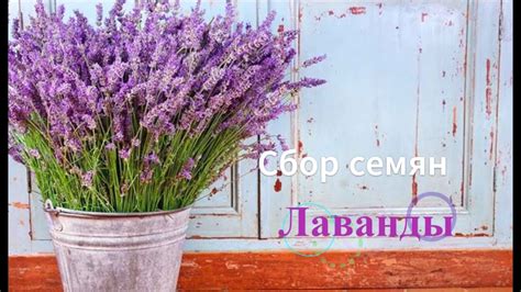 Как собрать семена лаванды. Собираем семена лаванды. - YouTube