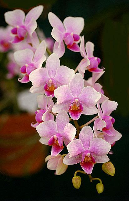 Orchid Pink Plant - freeshipping with in India - PadmamNursery – Padmam ...