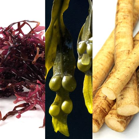 16 Health Benefits of Sea Moss, Bladderwrack, Burdock Root