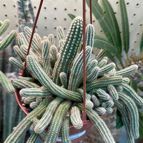 Echinopsis Peanut Cactus