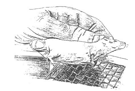 Image result for Intraperitoneal Injection Mouse Location