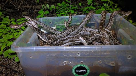 Image result for How Python Eggs Hatch