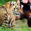 Image result for Cutest Tiger Cub in the World