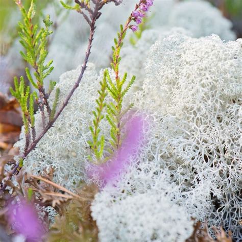 The Science Of Bryum Moss | Habitat, Distribution, Characteristics & More