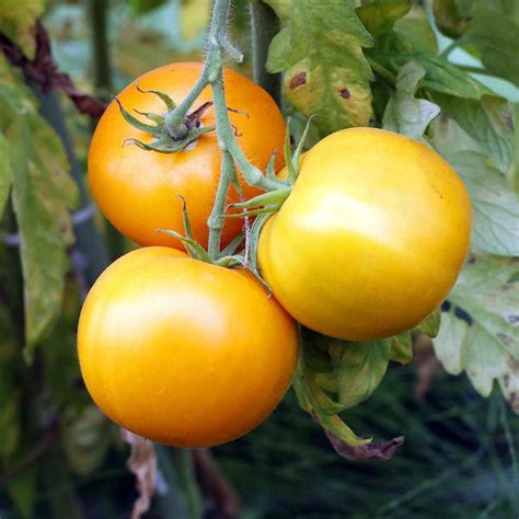 Tomato 'Golden Jubilee' Seeds – Garden Mithra