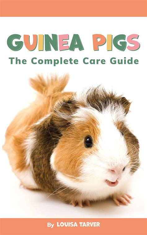 How To Look After Guinea Pigs: A Complete Guide For Beginners