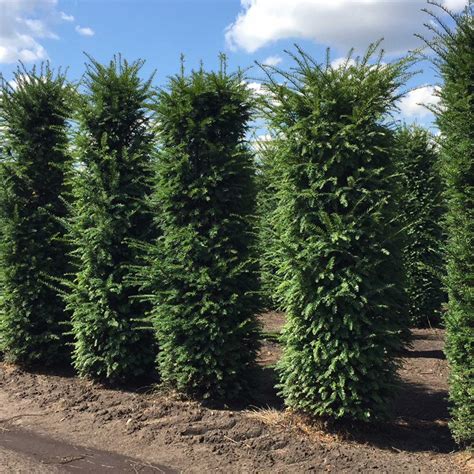 English Yew - Taxus baccata | best4hedging