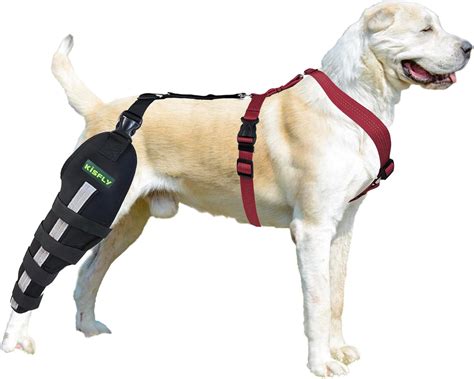 Amazon.com : KISFLY Dog ACL Knee Brace for Strain of The Knee Joint ...