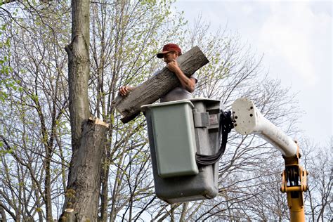 Image result for Alpharetta Tree Service