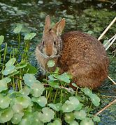 Image result for Marsh Rabbit Nest