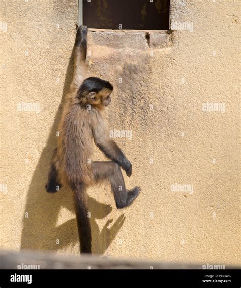 monkey at zoo Stock Photo - Alamy