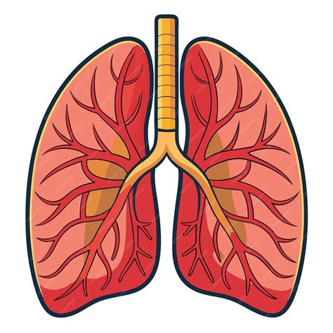 Human lung anatomy clipart vector art and illustration | Premium AI ...