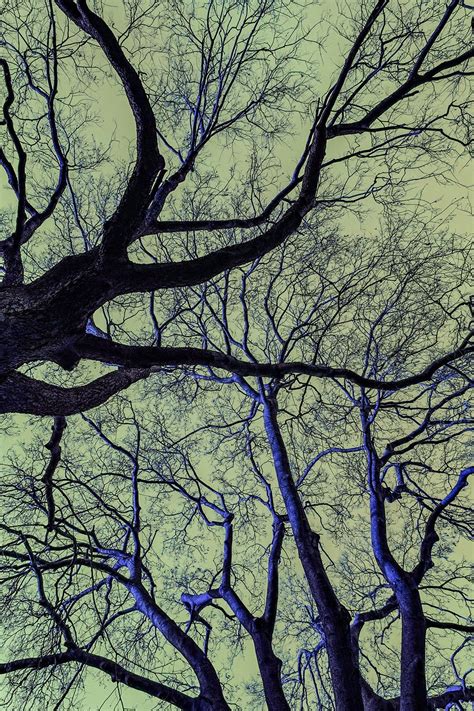 Abstract Tree Painting 的图像结果