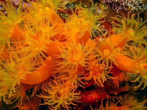 50+ Beautiful Things That are Orange in Nature - Color Psychology