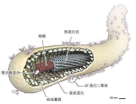 病毒样颗粒与埃博拉疫苗研发----中国科学院