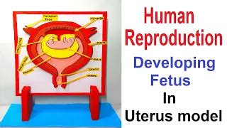 Biological Reproduction Model Kit 的图像结果