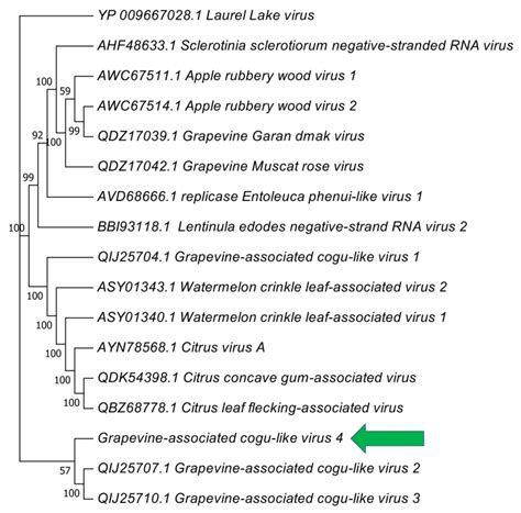 Two New Putative Plant Viruses from Wood Metagenomics Analysis of an ...