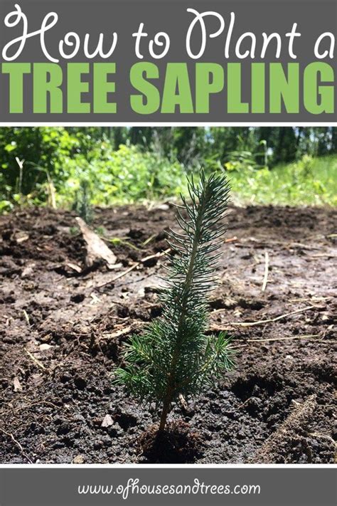 Image result for Planting Saplings Tutorial