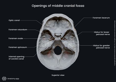 Cranial Fossa Anterior Cranial Fossa | Radiology Reference Article