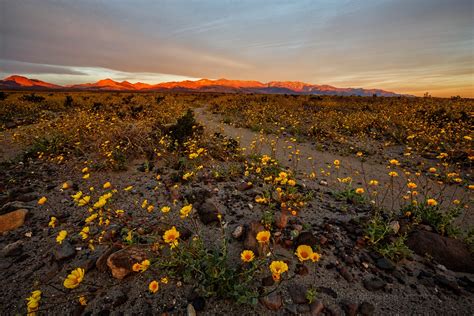 Jeff Sullivan Photography: Death Valley "Super Bloom" 2016: Best ...