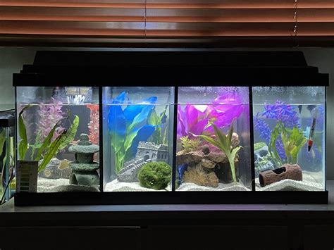 Multiple Betta Fish Tanks