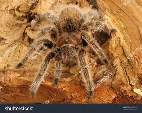 Chilean Rose Hair Tarantula Grammostola Rosea Stock Photo 254328016 ...