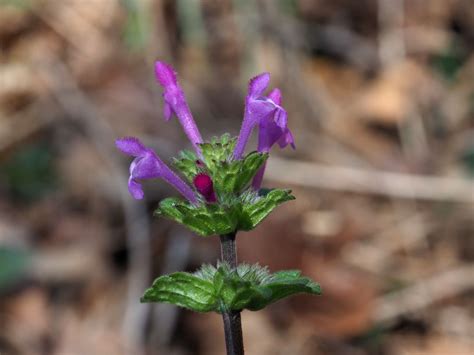 Lamium amplexicaule subsp. amplexicaule | Plants of the World Online ...