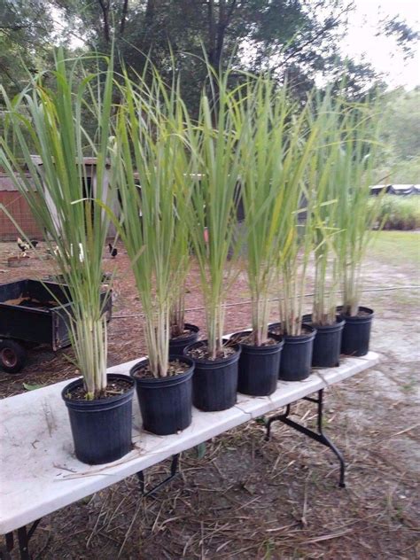 Growing Lemongrass In Pots