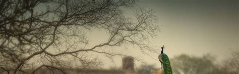 The Nature Conservancy India