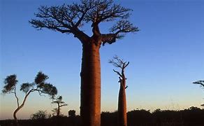 Image result for Baobab Oil for Skin