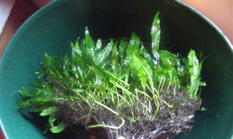 Image result for Growing Java Fern in a Bucket