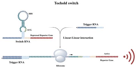 A Novel Approach Using LuxSit-i Enhanced Toehold Switches for the Rapid ...