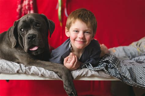 Cane Corso Protection 的图像结果