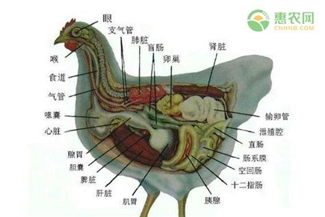 鸡解剖图及各器官名称 - 惠农网
