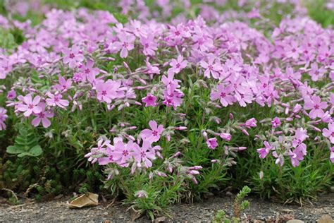 Phlox subulata cv.