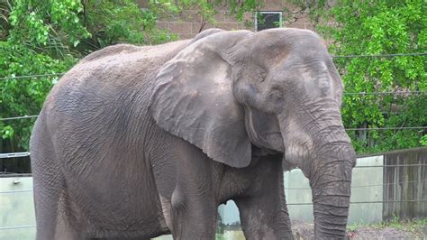 Elephant once owned by Michael Jackson recovering after tusk removal ...