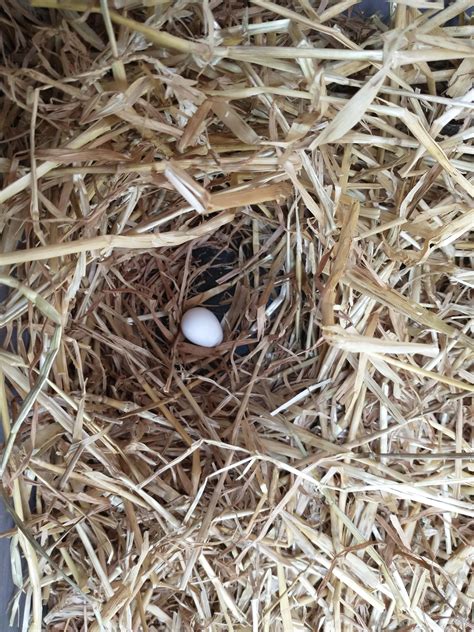Could quails be any cuter? Their little nests with their little eggs are just so precious. : r ...
