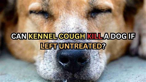 Can Kennel Cough Spread Through Urine at Kelly Duppstadt blog - what kills kennel cough on surfaces