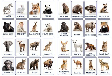 Adventure Flashcard 的图像结果