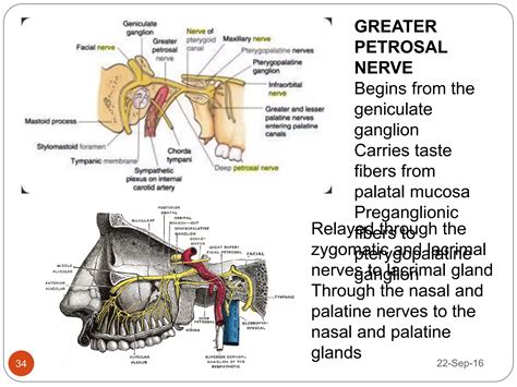 The facial nerve | PPTX