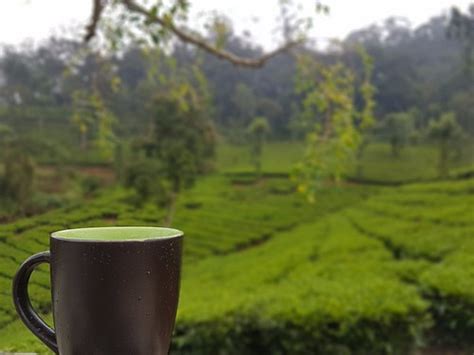 STAR TEA ESTATE BUNGALOW (Valparai, Tamil Nadu) - Guesthouse Reviews ...