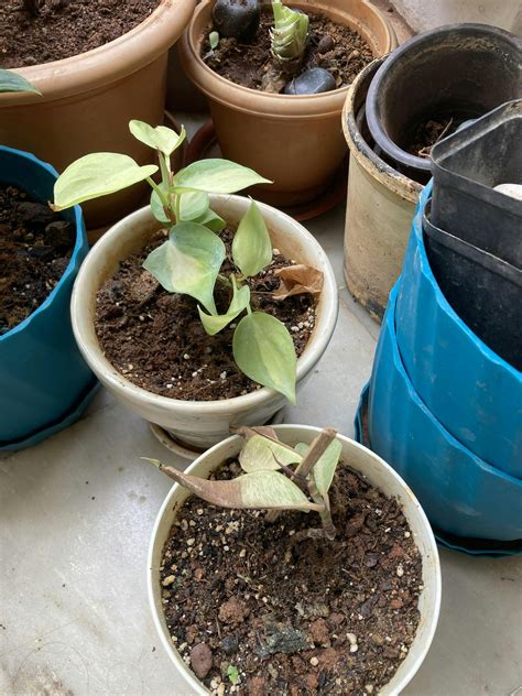 Oxycodium Brasil Pothos
